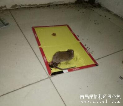 消滅老鼠刻不容緩！
